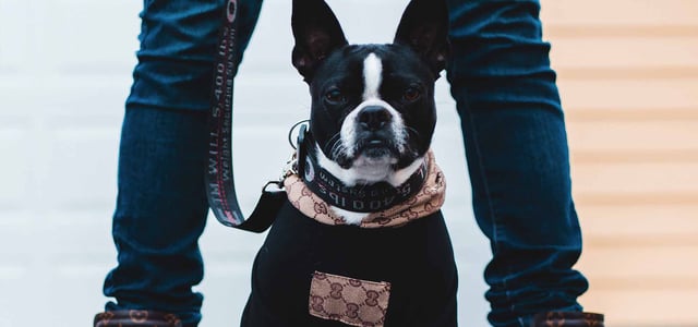 Boston Terrier sitting down