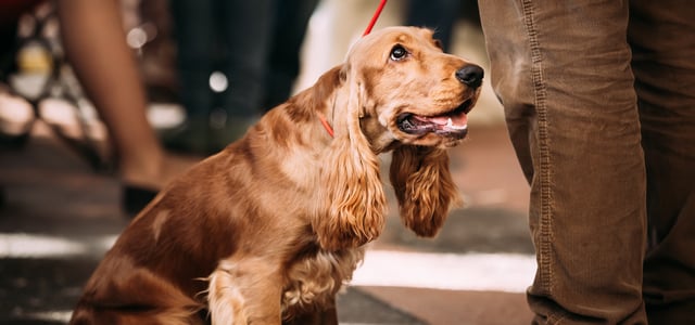 Golden Cocker Spaniel on a red lead