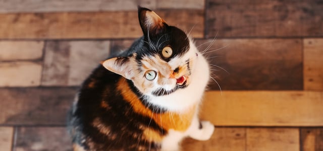 A tortoiseshell cat looking up.