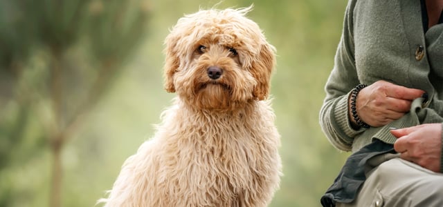 A cream-coloured Cavapoo.