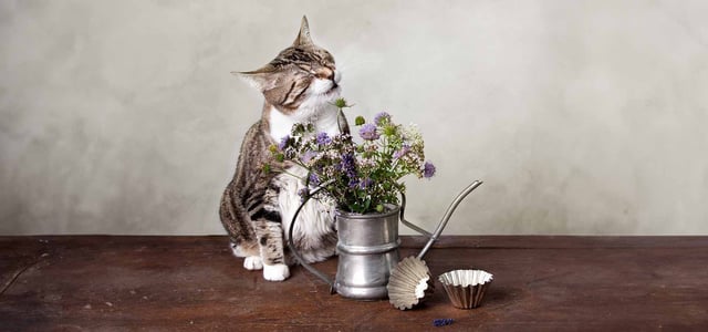 Cat about to sneeze, sat next to flower pot