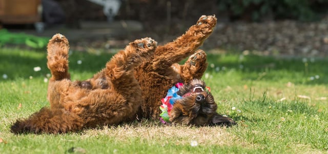 dog rolling on its back