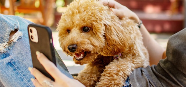 A maltipoo barking at a smartphone.