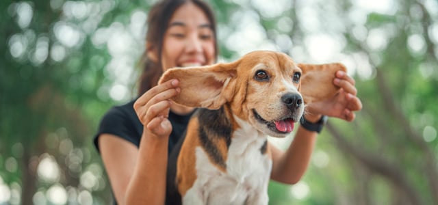 A smiling woman holding her beagle's ears.