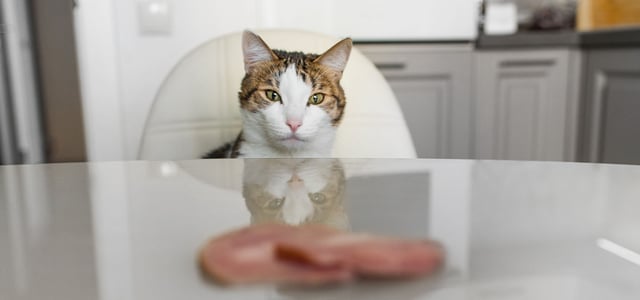 cat sitting politely at table staring at ham