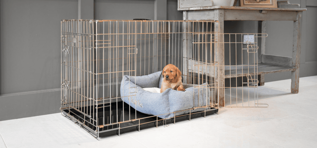 A small dog inside a crate on a soft bed