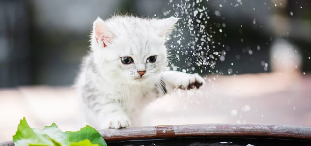 A kitten looking at water droplets.