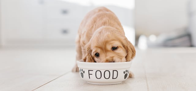 Golden Cocker Spaniel puppy eating from a bowl labelled 'food'