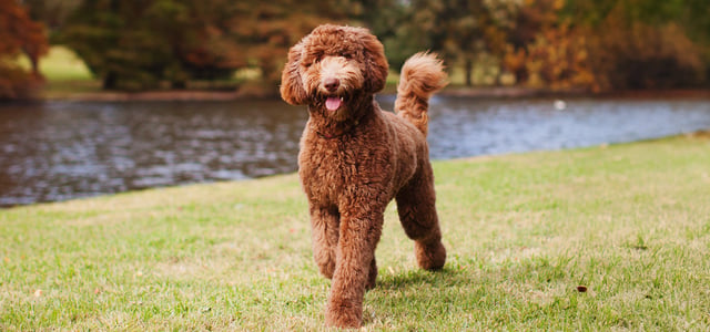 Brown labradoodle walking on grass along river