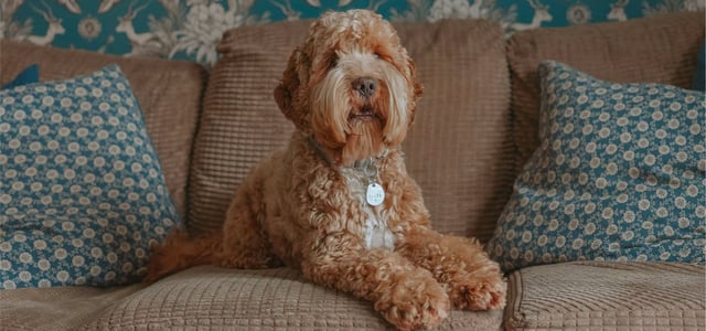 A cockapoo on a sofa