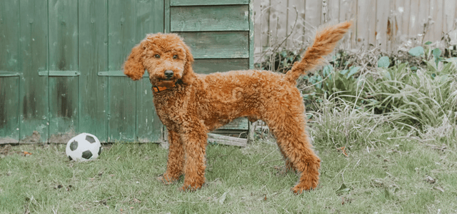 a cockapoo with a puppy cut haircut