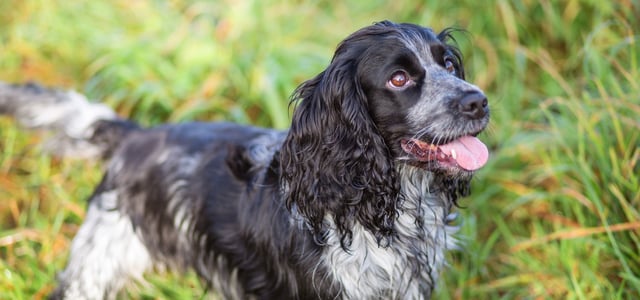 A black and white spaniel with his tongue out in grass.