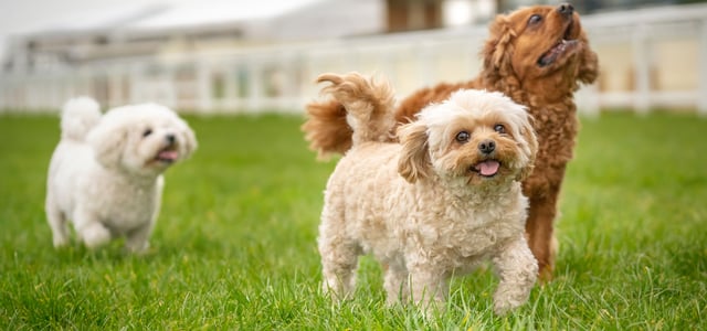 Three dogs stood in grass.