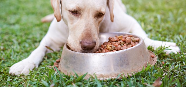 Golden labrador eating food from a dog bowl lying on the grass