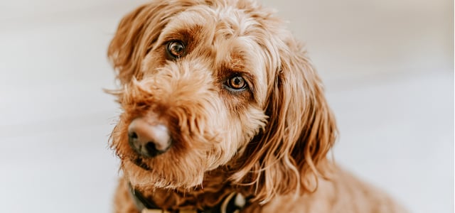 Close up of Goldendoodle