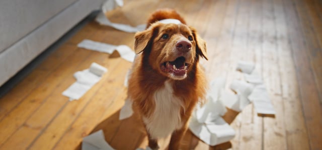 Nova Scotia duck tolling retriever dog standing on wooden floor surrounded by toilet paper