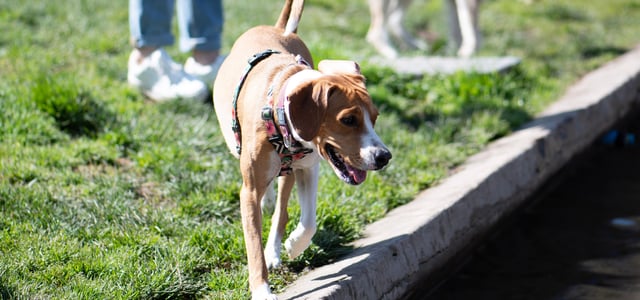 Jackabee (a cross between a Jack Russell and a Beagle) with a harness on walking by a stream