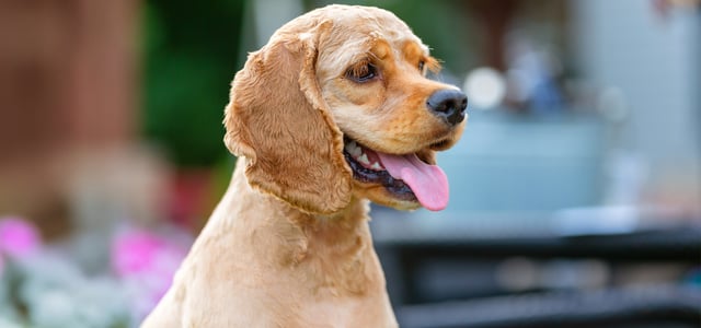 golden cocker spaniel with short hair cut and tongue out