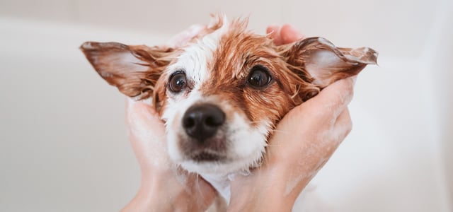 A close up of a wet jack russell being embraced in two hands.