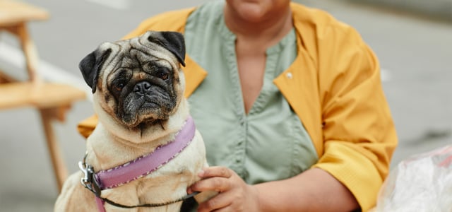 A pug sitting with a woman in a yellow jacket outdoors.