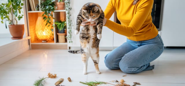 A woman holding a cat above toys.