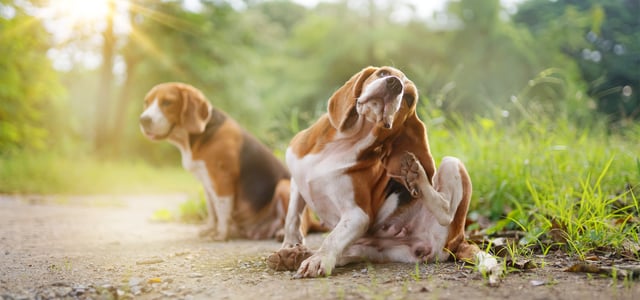 Two beagles sitting outdoors.