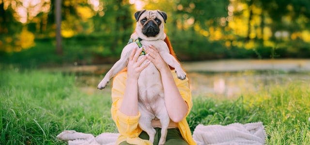 pug being held under the arms by owner sitting in park by a pond