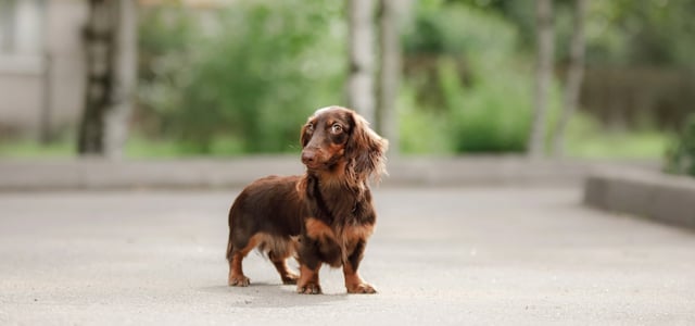 A brown dachshund giving a mean side eye outdoors.