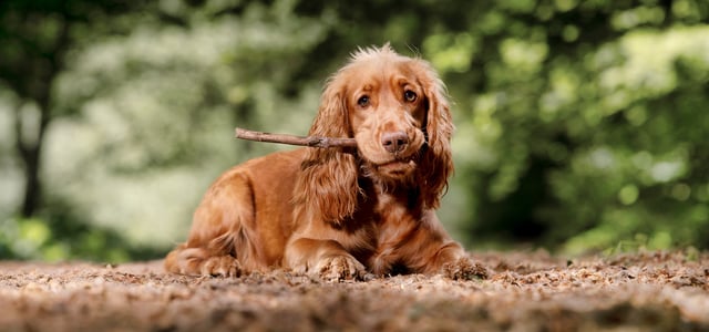 An english springer spaniel chewing a stick.