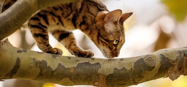 bengal walking on a tree branch
