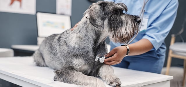 Grey Schnauzer dog getting heart checked at the vets