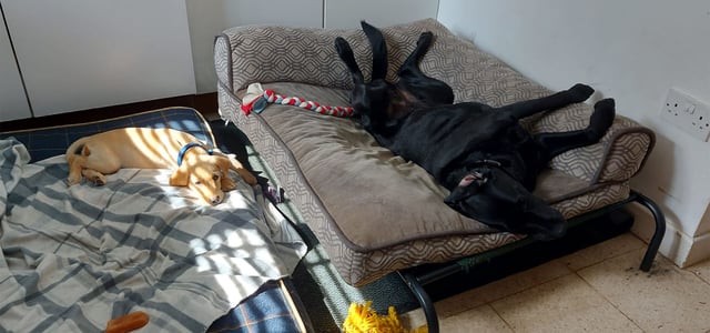 albie the labrador laying with another dog