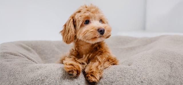maltipoo sitting on beanbag