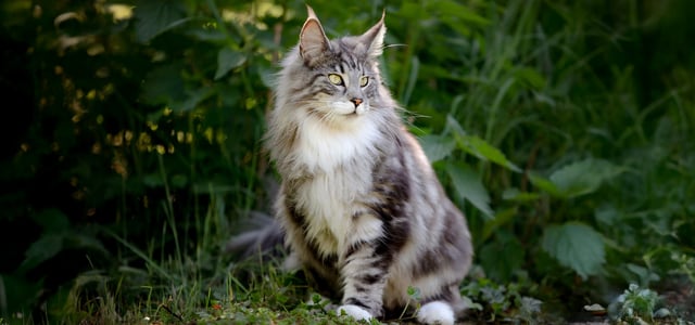 A forest cat sitting outdoors.