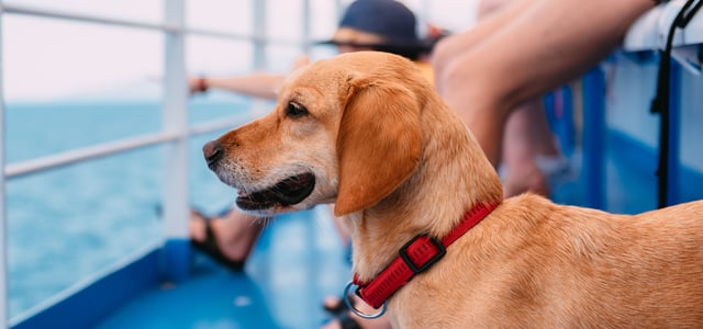 A dog looking out on a ship.