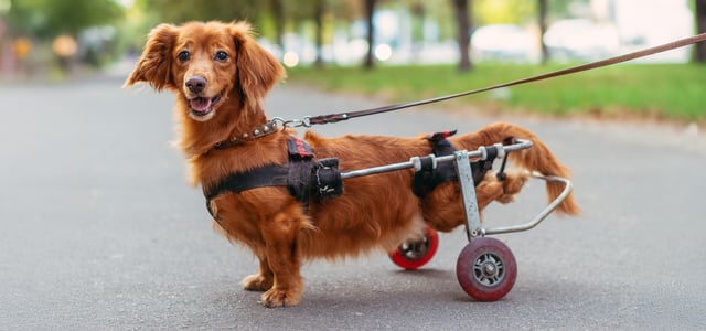 Small dog with wheels to support back legs