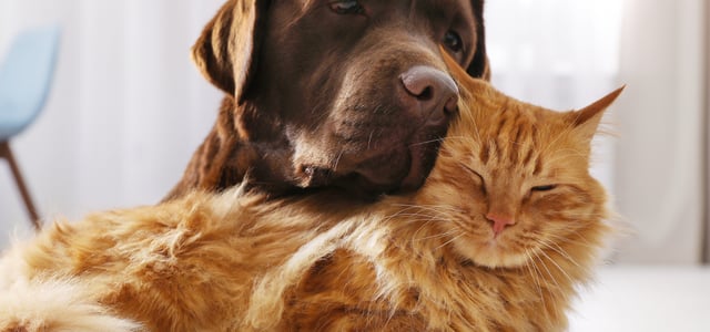 A brown labrador resting his head on a ginger cat.