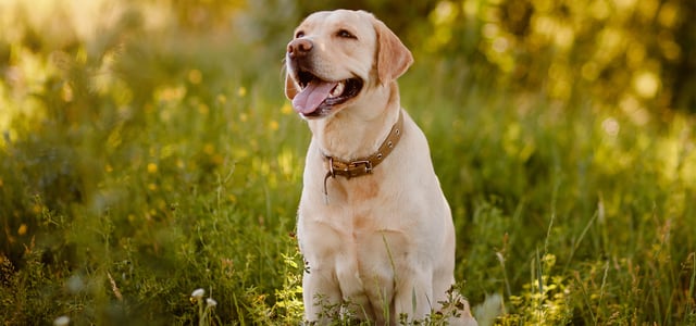a labrador sitting in a meadow