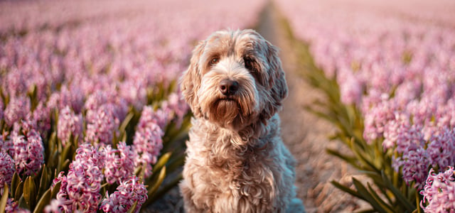 Labradoodle in field of flowers