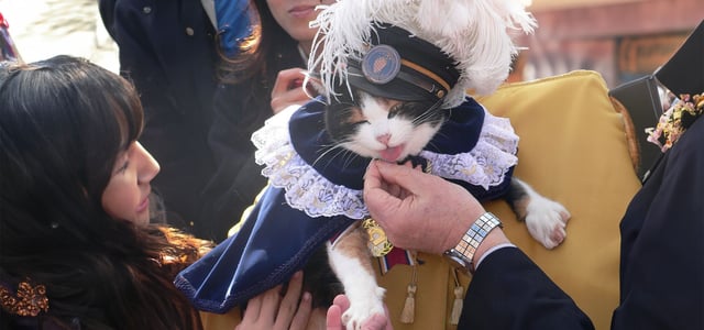 tama at a ceremony being held and stroked