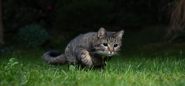 cat stalking through the grass at night