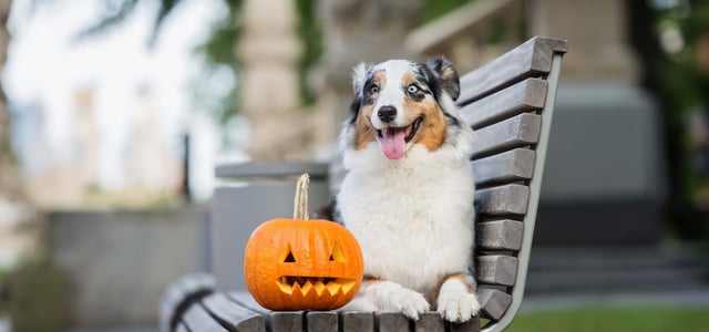 a dog on a bench with a pumpkin