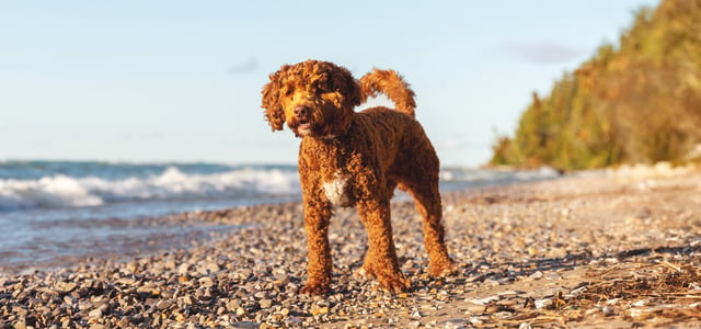 An Australian Labradoodle on a rocky shoreline