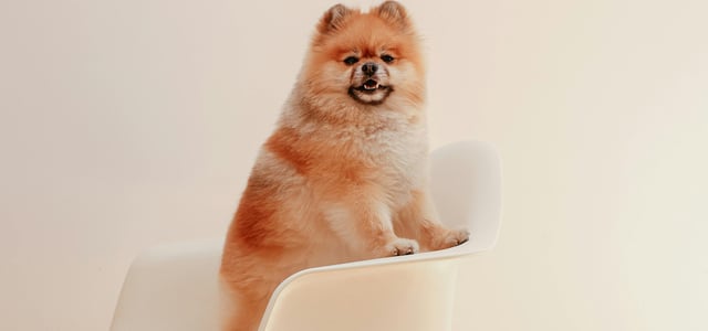 Pomeranian sitting on white chair
