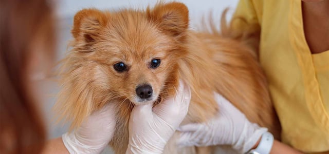 fluffy dog