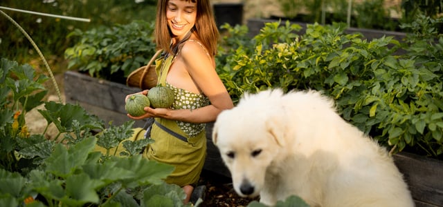 Golden Retriever sitting in vege patch with owner who is holding courgettes
