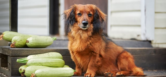 Dog sitting on a step in front of a pile of courgettes