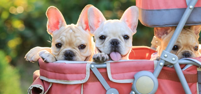 Three French Bulldog puppies sitting in a pram.