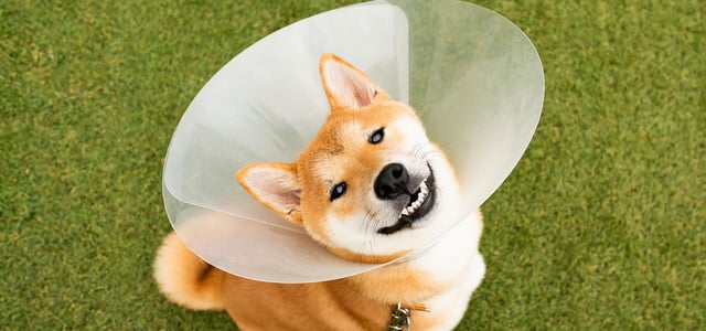 A dog looking up with a medical cone on