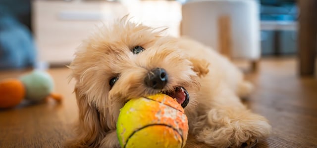 maltipoo biting a tennis ball while lying on the floor